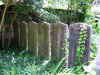 charleston churchyard 2.jpg (456794 bytes)